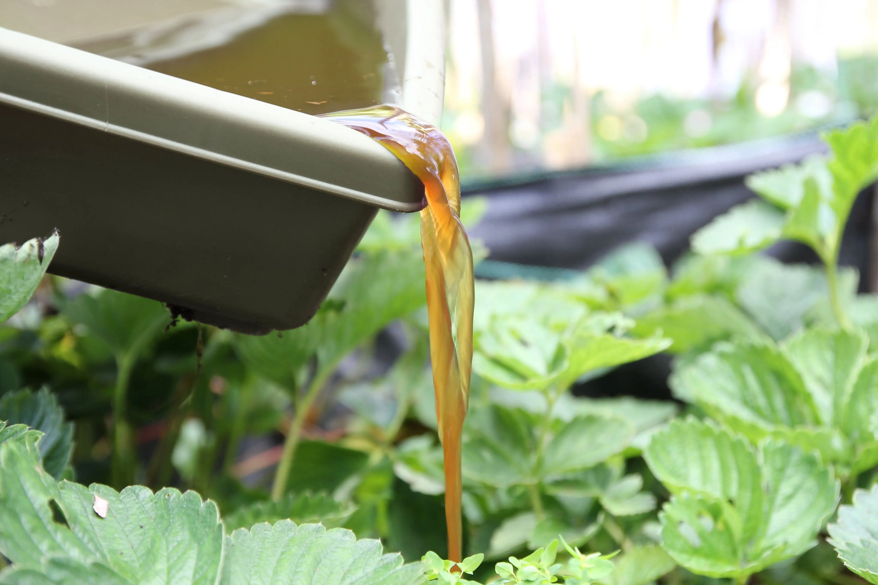 Brown liquid from the Hungry Bin Continuous Flow Worm Farm is poured onto garden plants, highlighting the use of nutrient-rich fertilizer from home composting to boost plant growth.