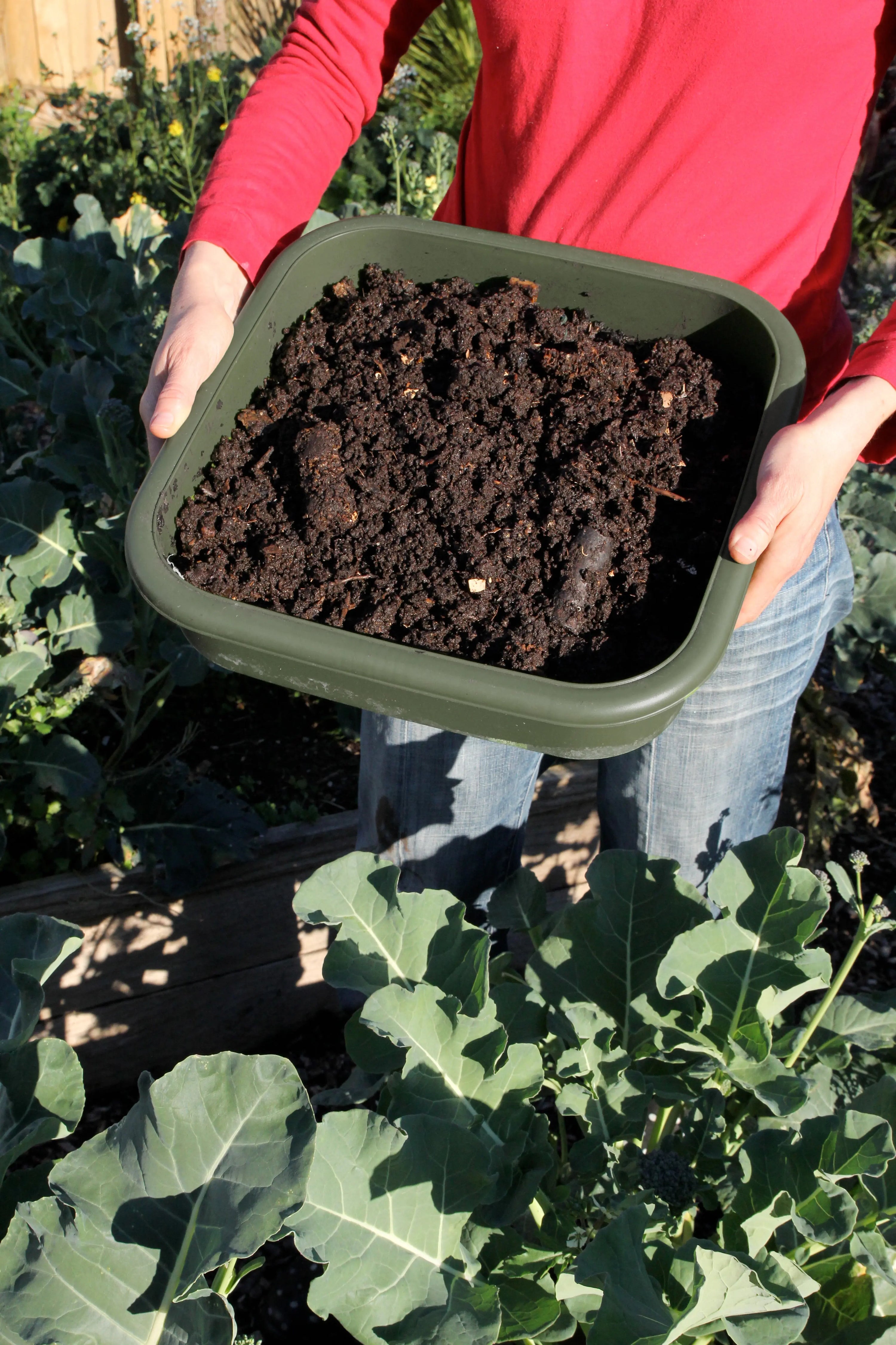 A person in a red shirt lifts the Hungry Bin Continuous Flow Worm Farm, filled with rich compost, above a garden bed of leafy greens.