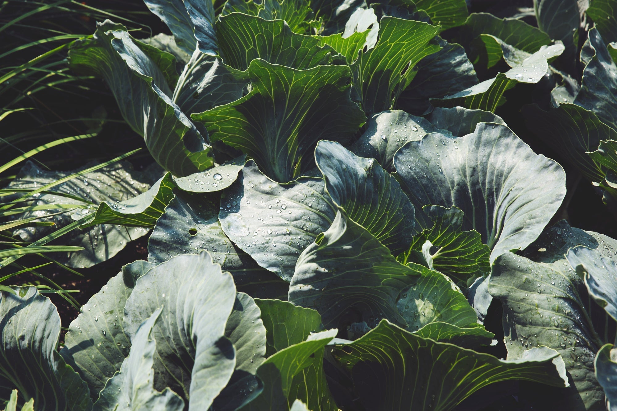 What Are the Disadvantages of Vermicompost?