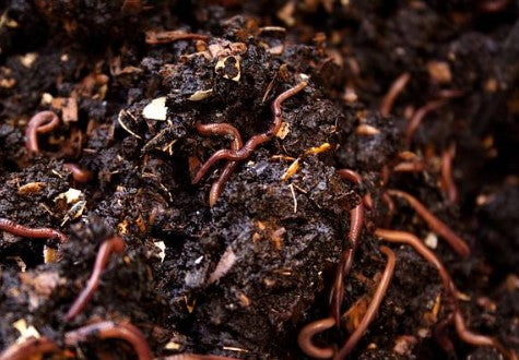 Is It Good to Have Worms in Your Compost Bin?