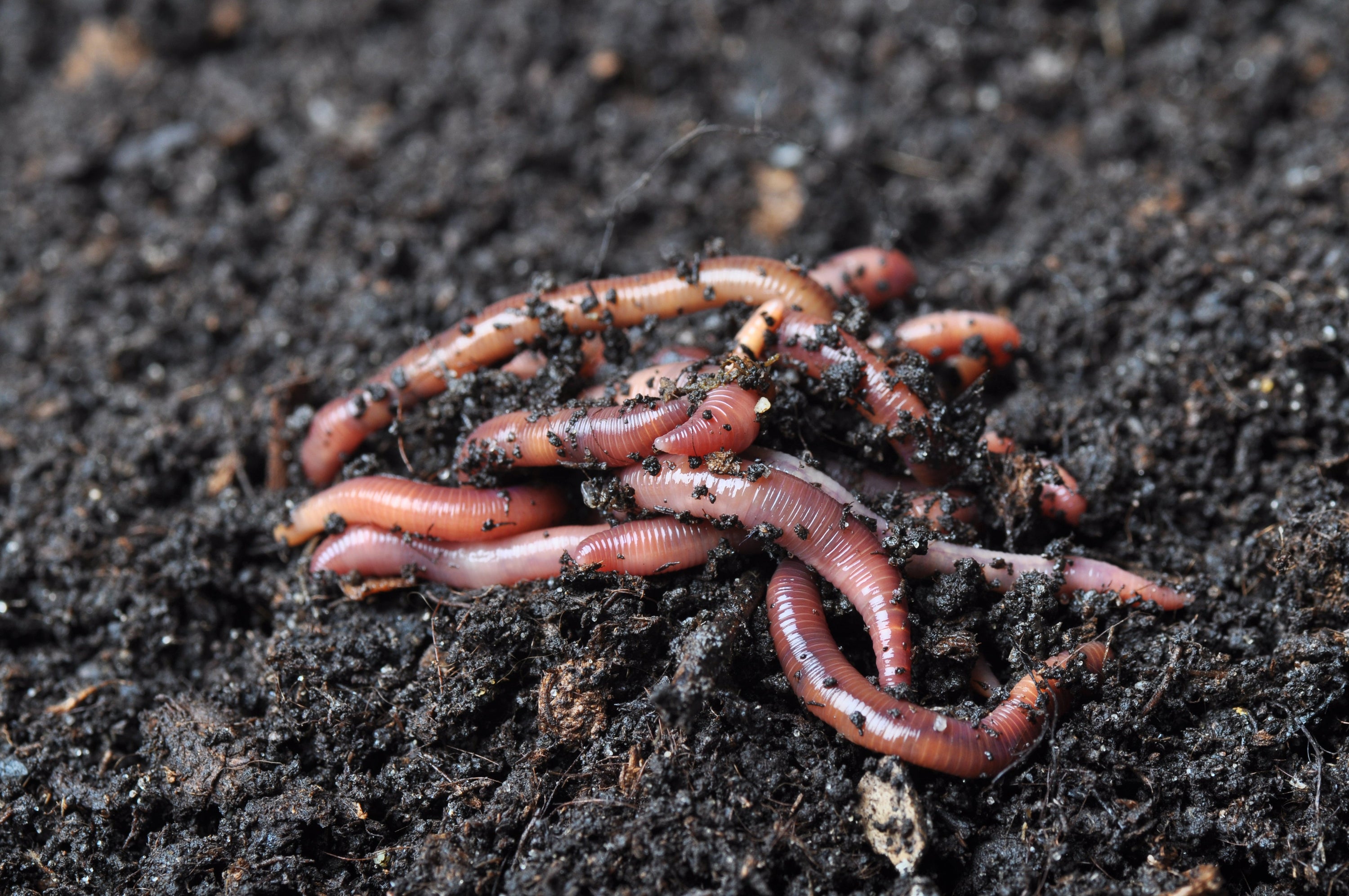 1/2 Lb (~500) Red Wigglers & Compost Worms for Hungry Bin | Free Shipping | Best Worms for Compost & Gardens!