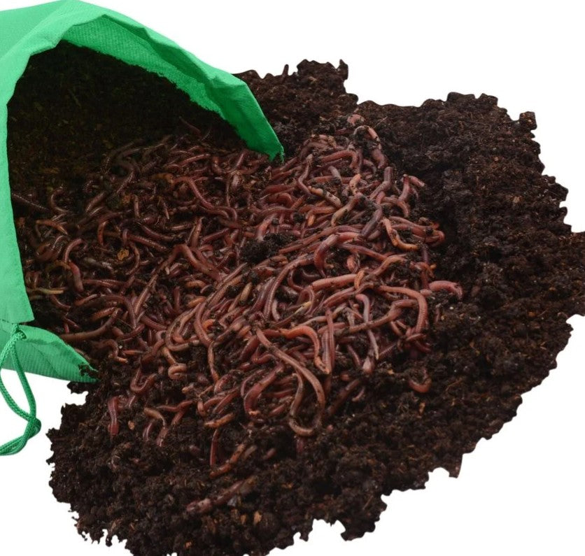 A Hungry Bin Live Composting Worms green bag releases a large amount of compost and many red worms onto a white background.