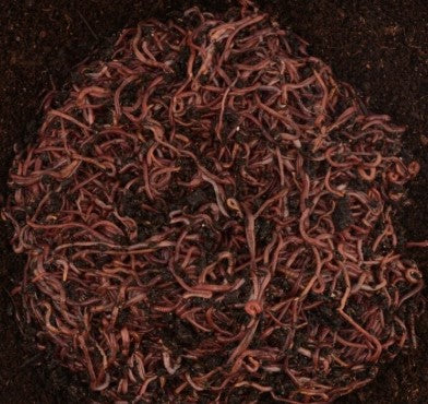 A dense cluster of Live Composting Worms from Hungry Bin wriggles across dark, moist soil—ideal for efficient composting in your Hungry Bin system.