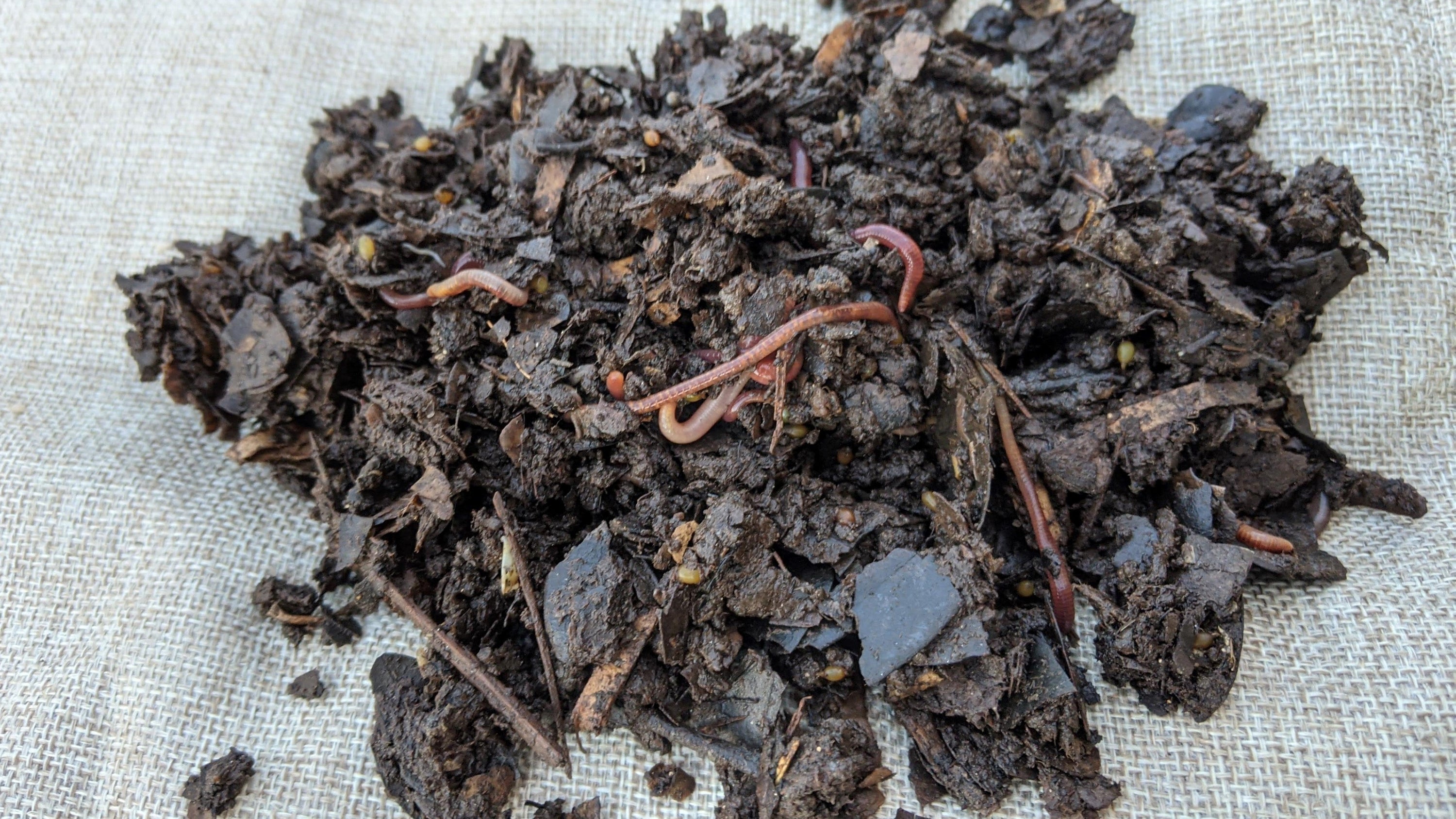 1/2 Lb (~500) Red Wigglers & Compost Worms for Hungry Bin | Free Shipping | Best Worms for Compost & Gardens!