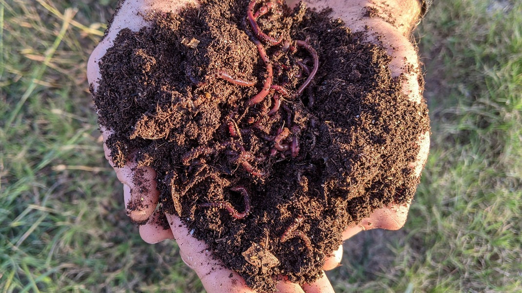 1/2 Lb (~500) Red Wigglers & Compost Worms for Hungry Bin | Free Shipping | Best Worms for Compost & Gardens!